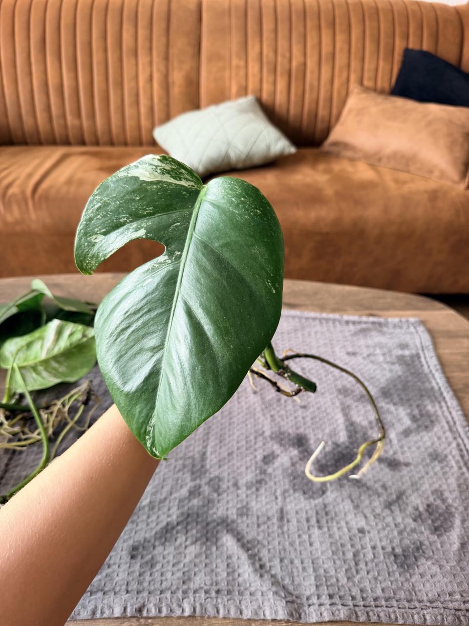 Monstera Deliciosa Variegata stekjes goed geworteld