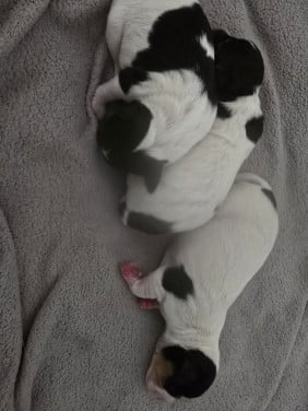 Boerenfox  pups