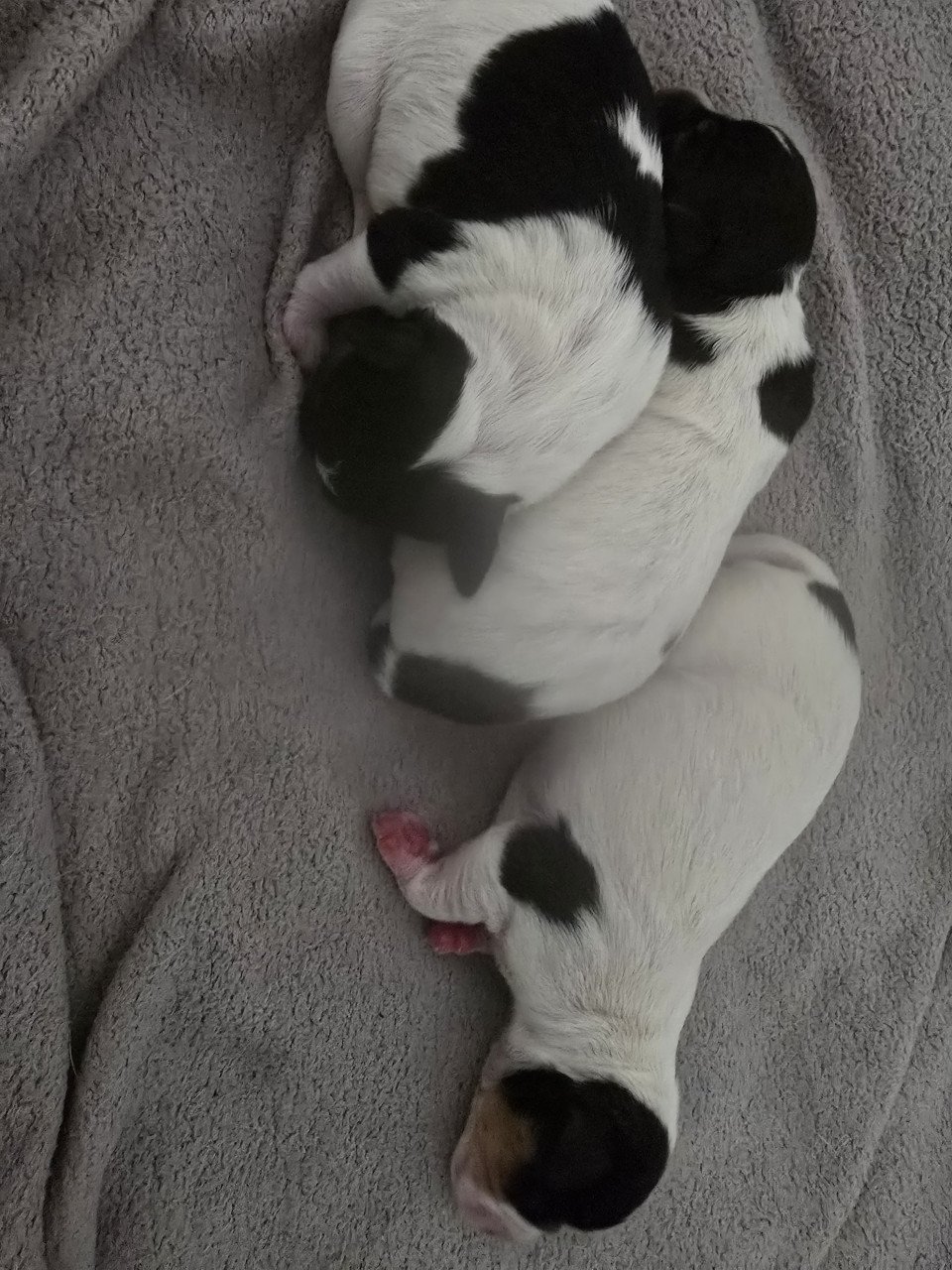 Boerenfox  pups