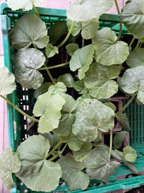 Courgette, komkommer en snackkomkommer planten