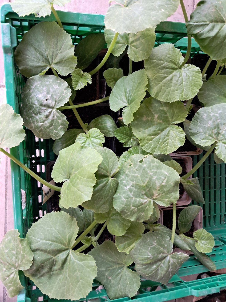 Courgette, komkommer en snackkomkommer planten