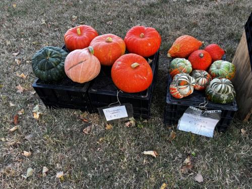 Kalebassen en pompoenen
