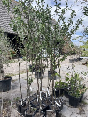 Pruimenboom Victoria halfstam