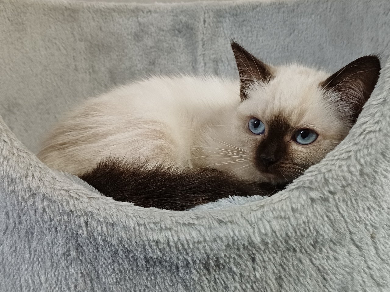 Super mooi Brits Korthaar x Ragdoll kitten