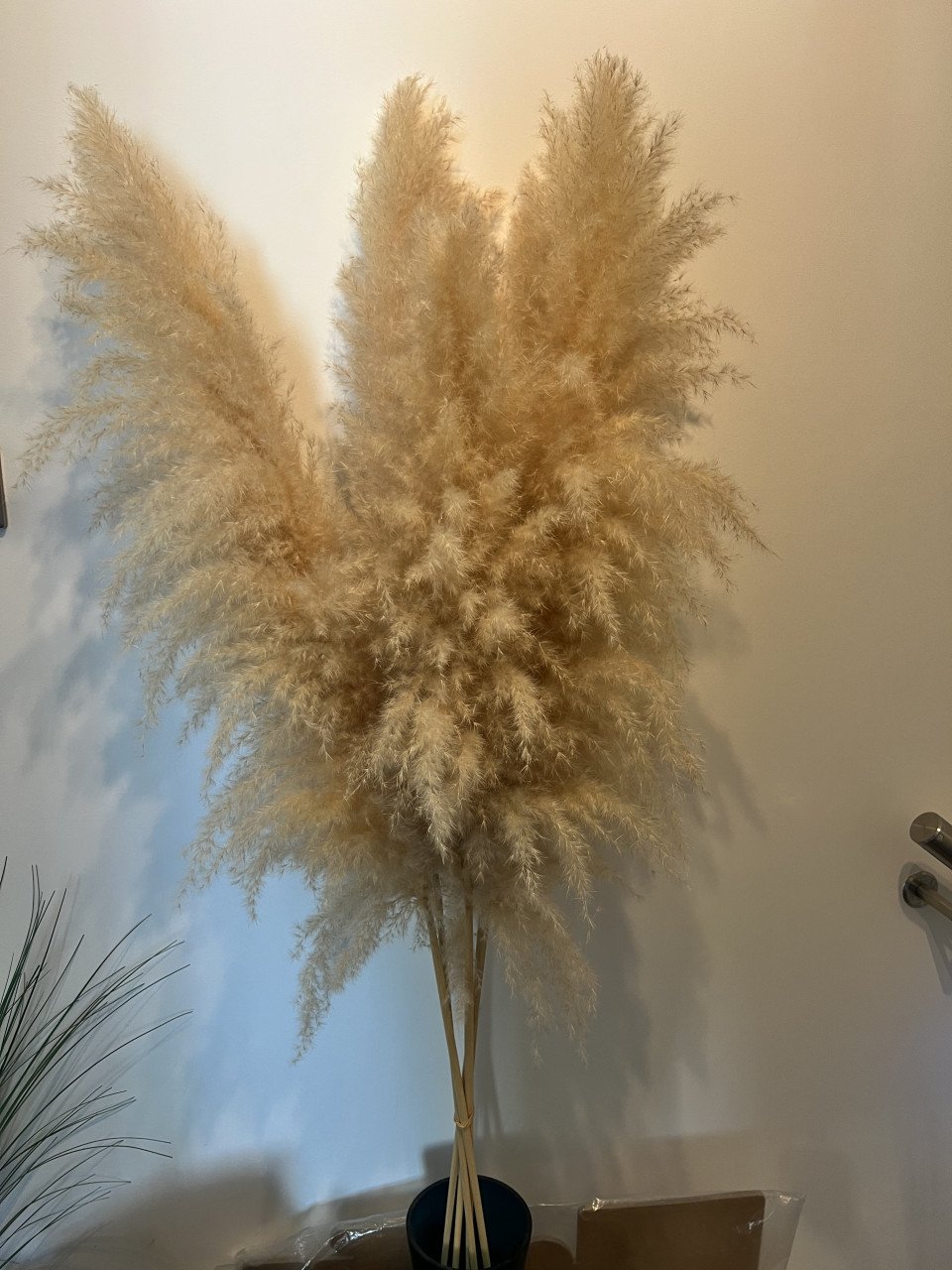 Pampas pluimen