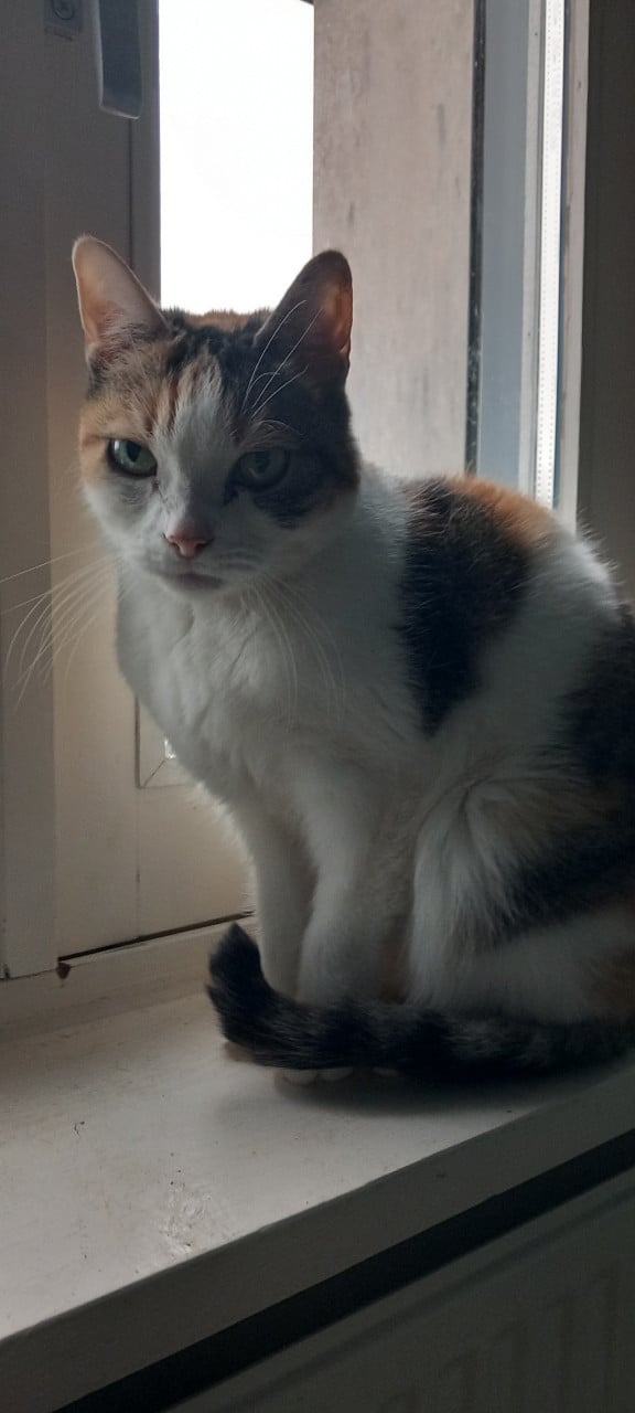 Poezen