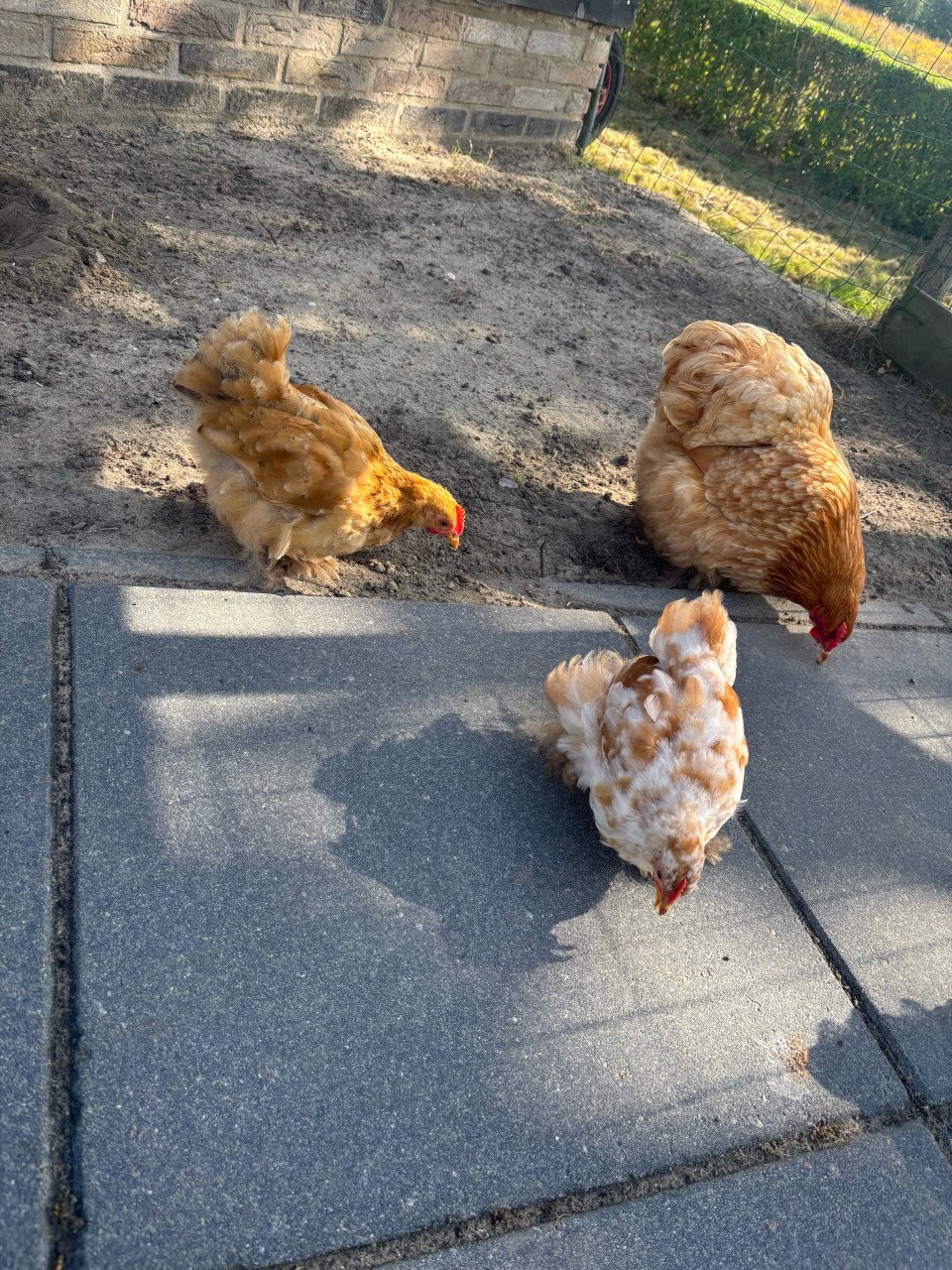 2 Cochin haantjes en 2 hennetjes te koop