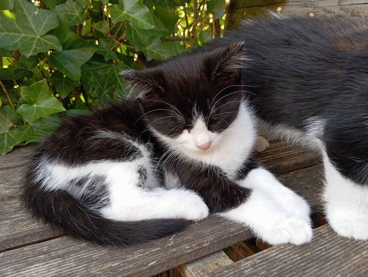 Kitten vrouwtje