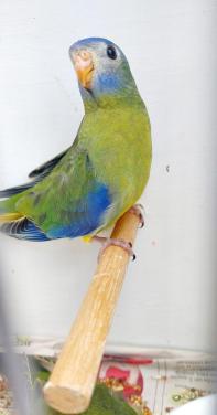 Turquoisine parkieten