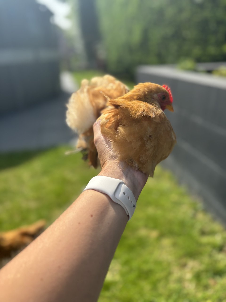 2 jonge cochin krielen