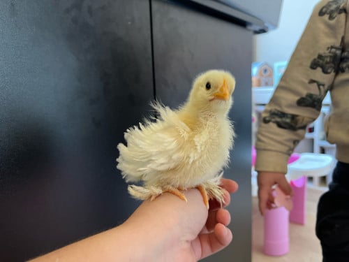 Cockin kriel kuikens 3 weken oud.