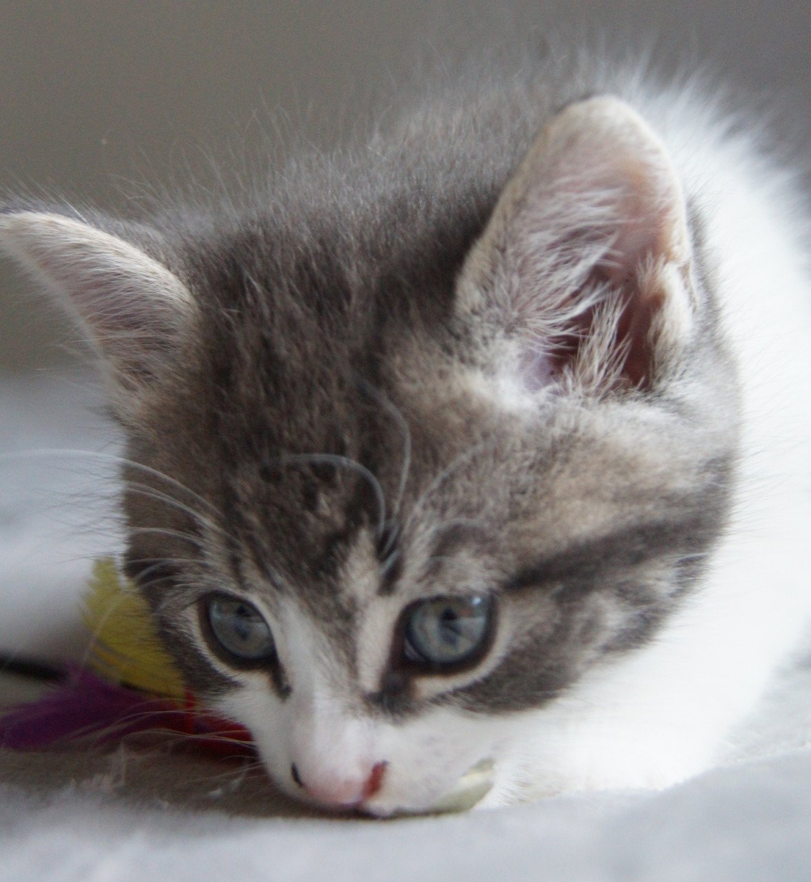 2 ondeugende kittens zoeken nieuw baasje