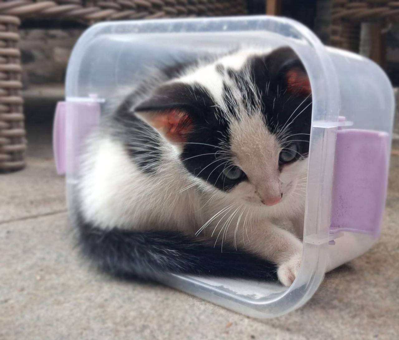 Kittens