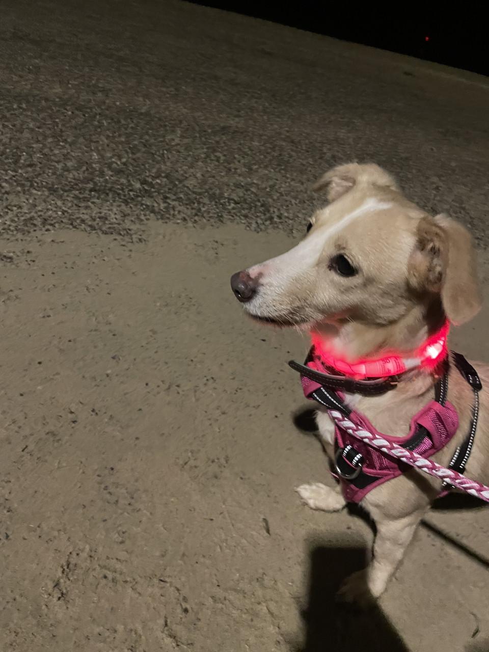 Terra zoekt een passend thuis