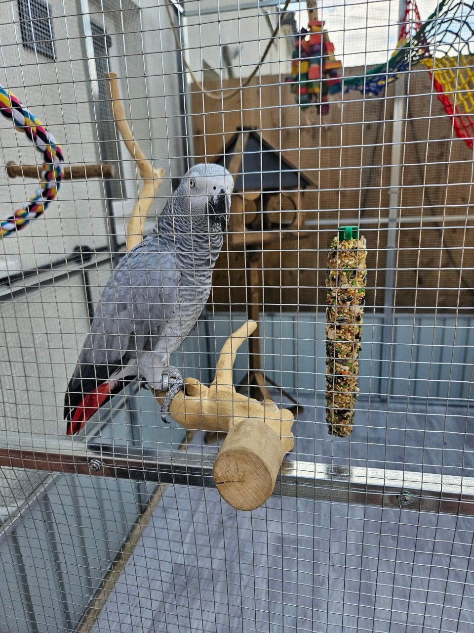 Getemde Afrikaanse grijze papegaai ter adoptie met papieren