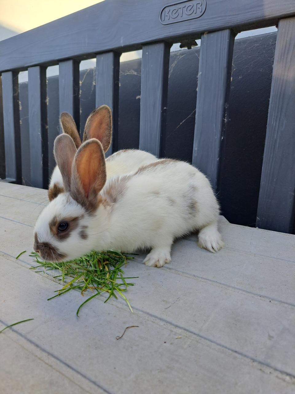Jonge konijntjes,  Lotharinger