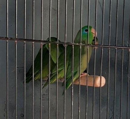 Forpus conspicillatus/forpus oogring