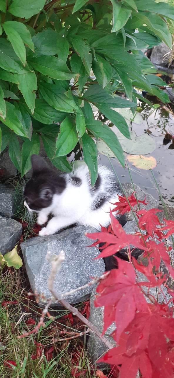 Super lief, speels en aanhankelijke kitten😻