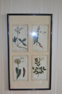 Lijst met 4 afbeeldingen van planten/kruiden waarsch. handgekleurd