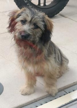 Lieve fluffy sociale pup 6mnd