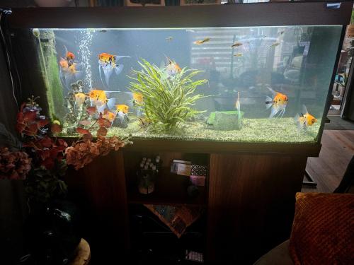 Juwel aquarium