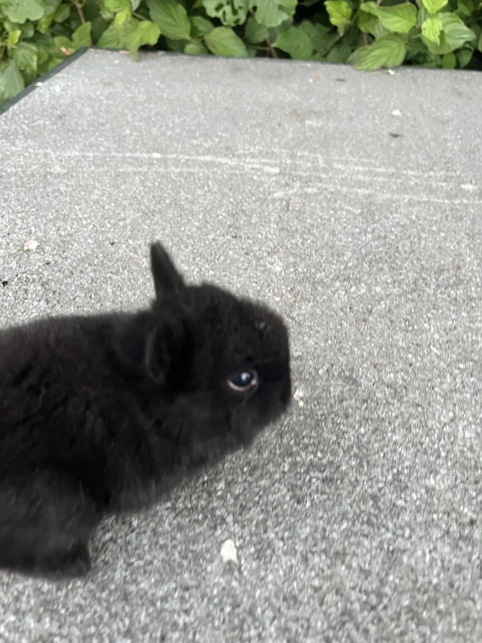 Baby konijnen