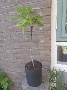 Jonge Catalpa ( of Trompetboom)
