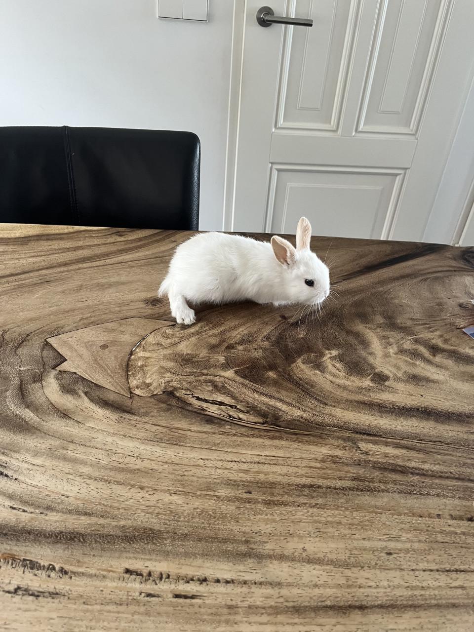 Baby konijn