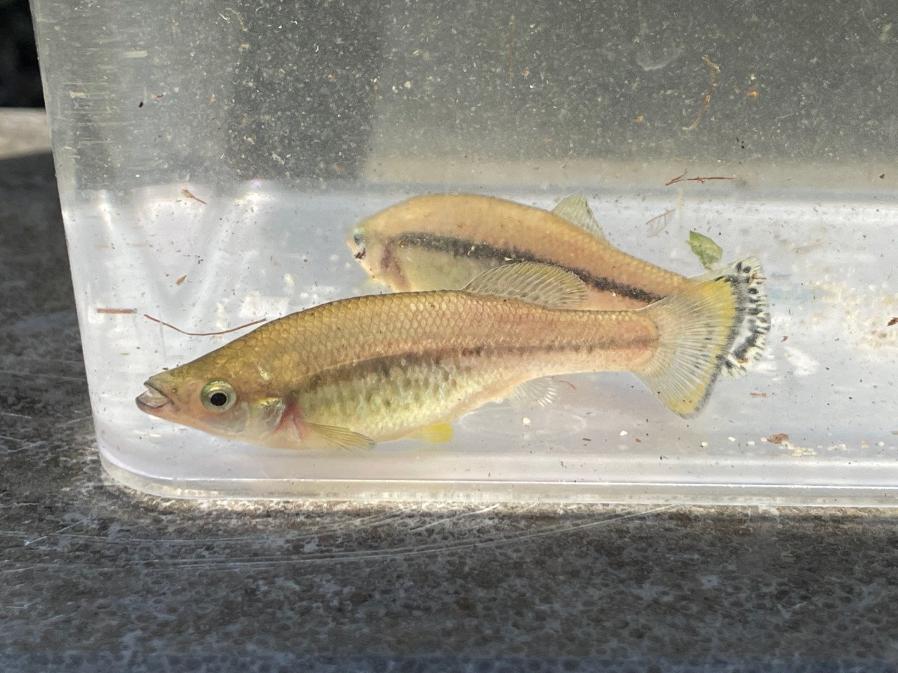 Ilyodon Furcidens "Cuauhtémoc"