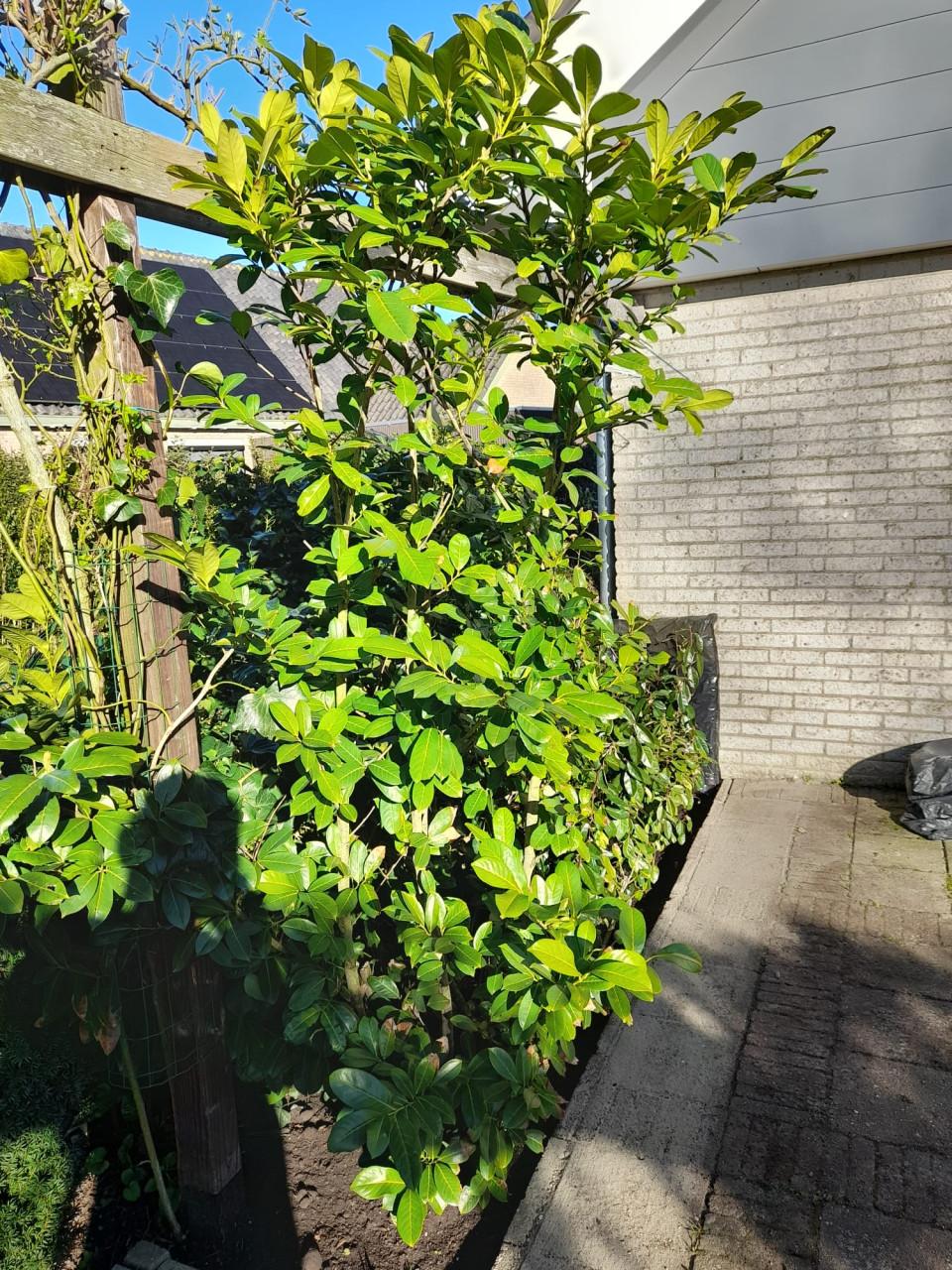 Mooie grote laurier (> circa 2,50 meter hoog)