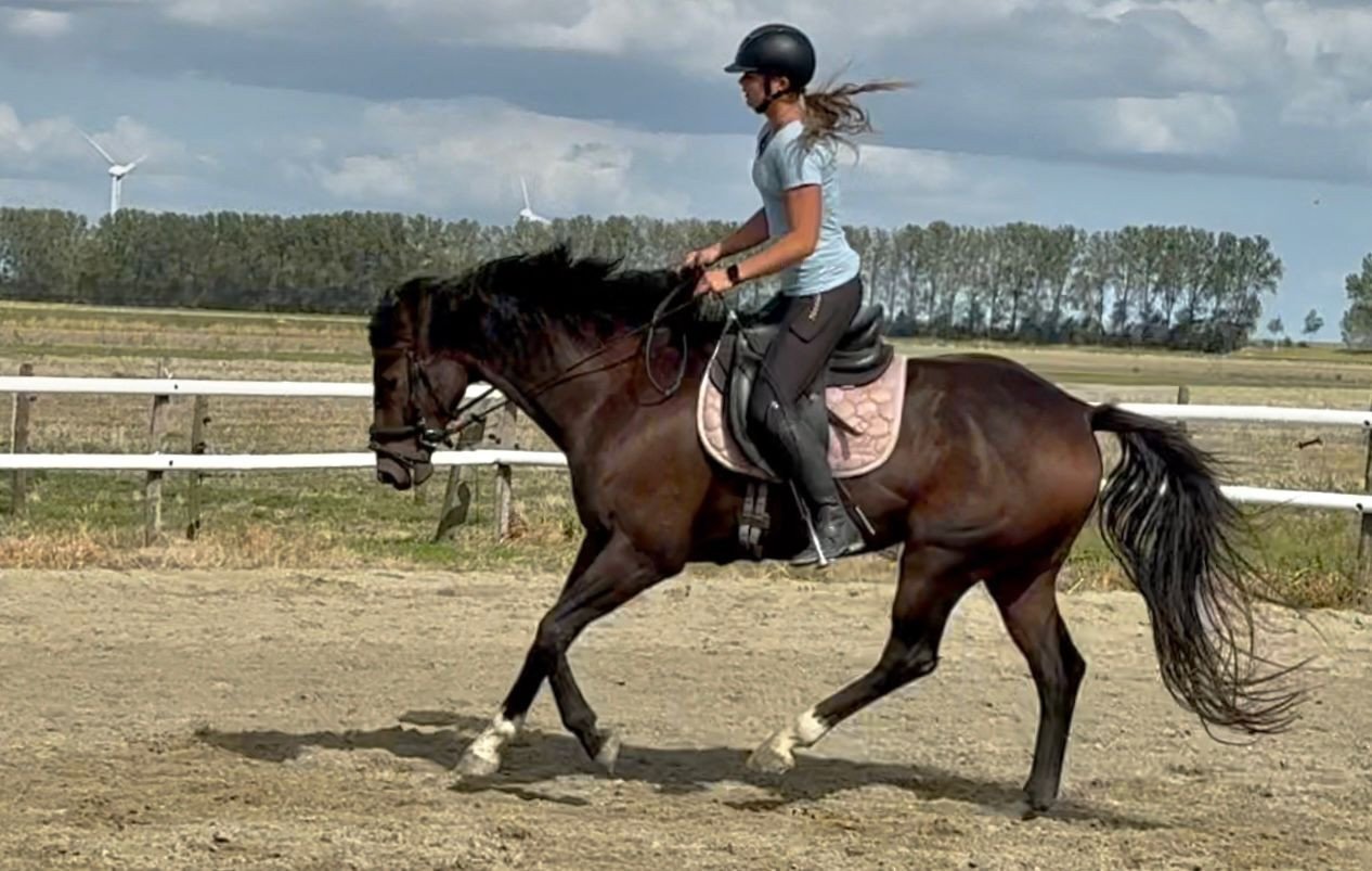 Lieve knappe kwpn'er