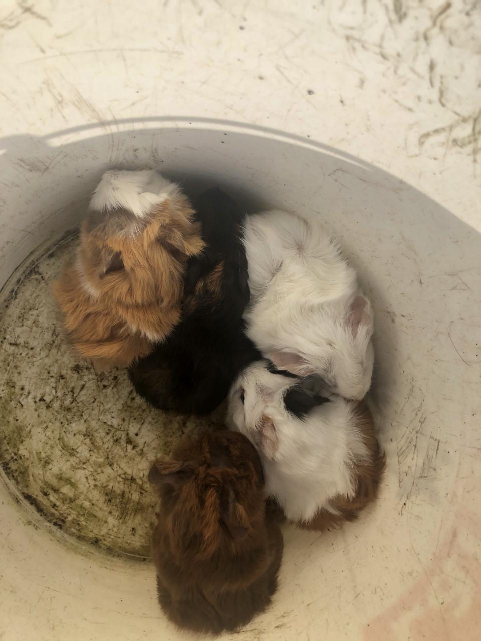 Speciale kleurtjes baby cavia’s!