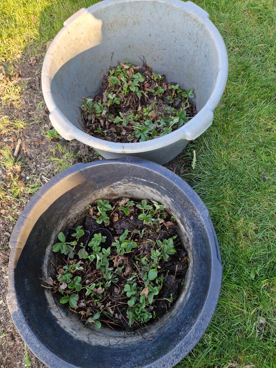 Aardbeiplant in potje of los met kluitje aan Biologische.