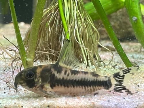 Hoplisoma (corydoras) Boesemani