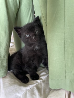Schattig kitten mannetje