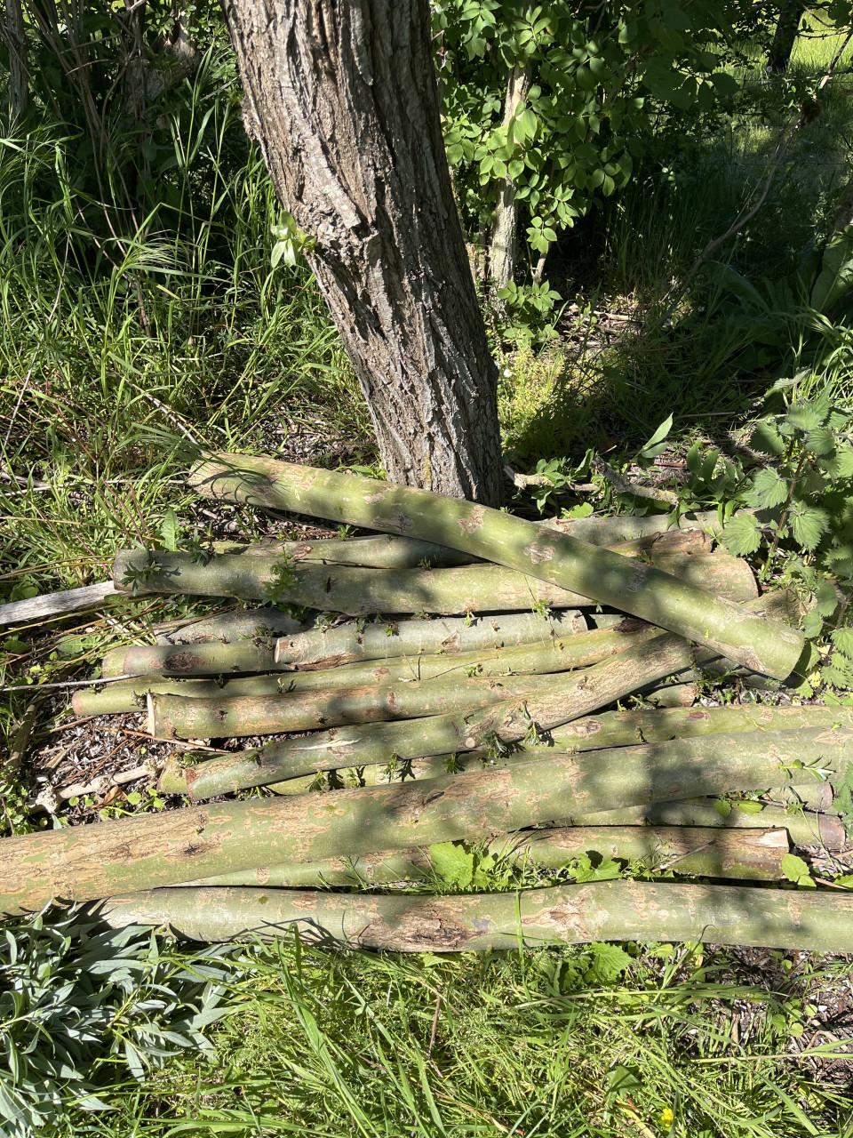 Wilgen hout / haardhout