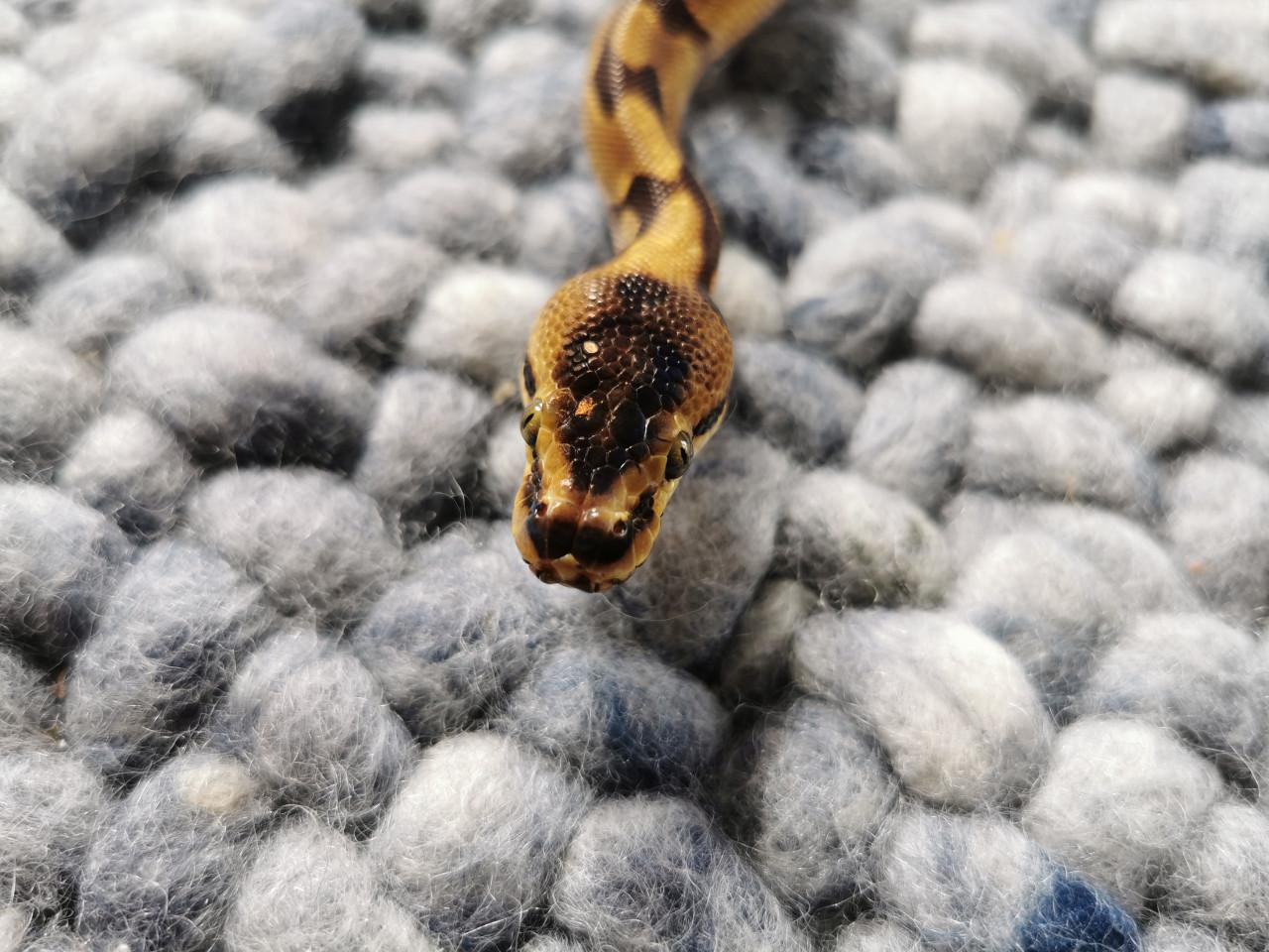 Super Enchi Koningspython (mannetje)