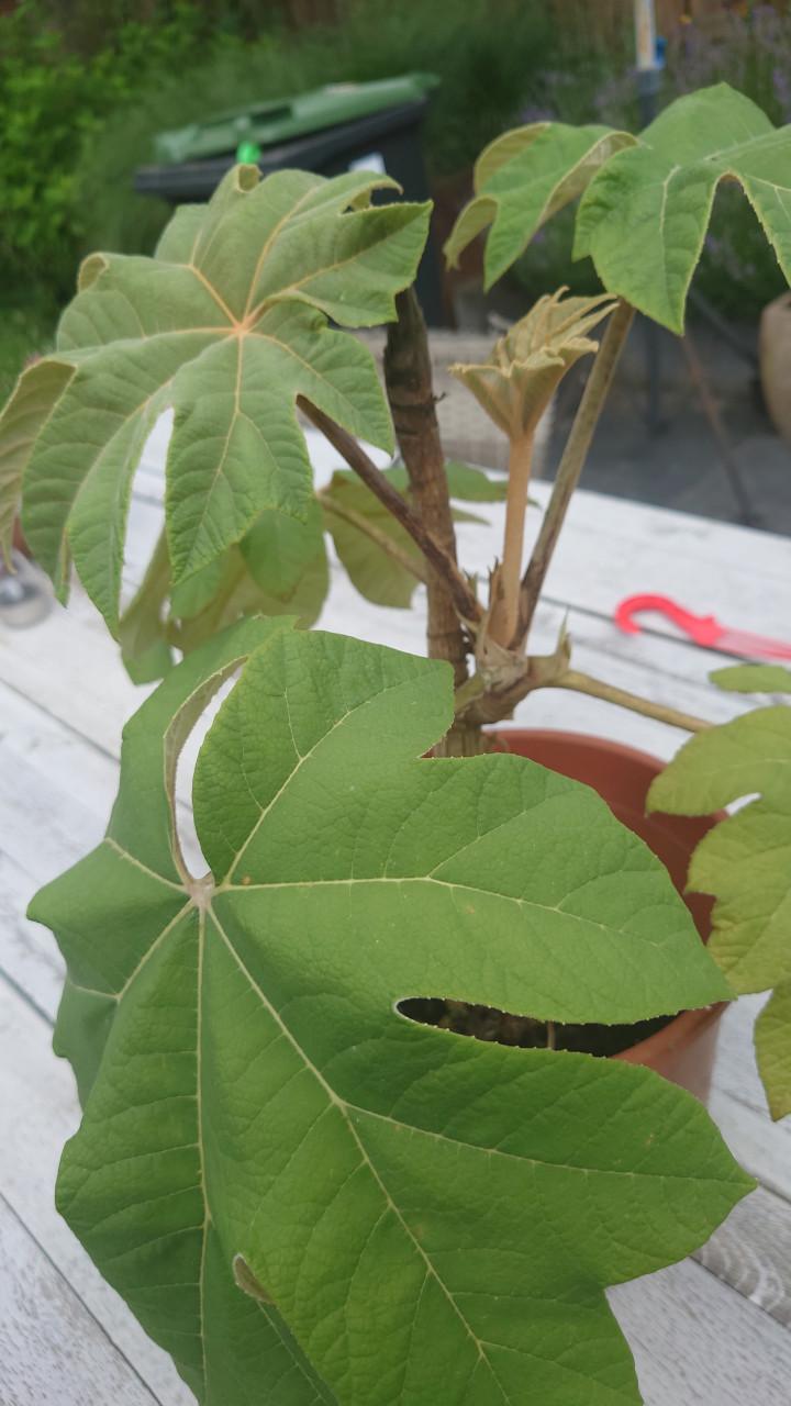 Grote Rijstpapier plant Tetrapanax Papyrifer