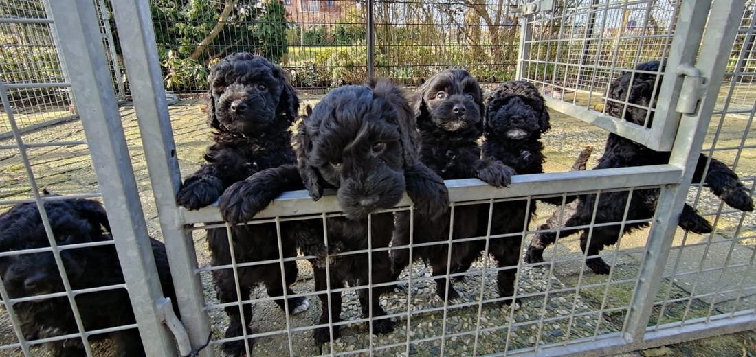 Doodle pups beschikbaar kleine medium en standaard pups