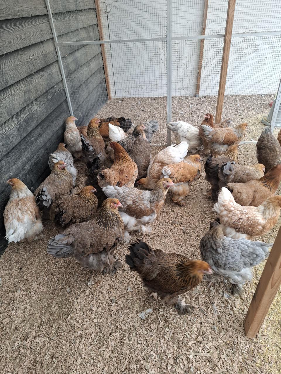 Brahma groot hennen, diverse kleuren