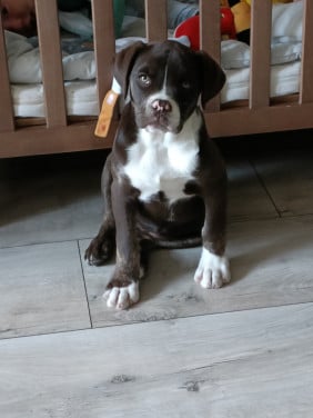 Old English Bulldog pup 15weken