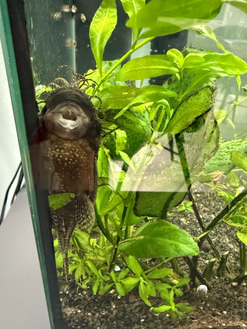 Aquarium
