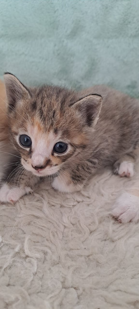 Schattige prachtige kittens