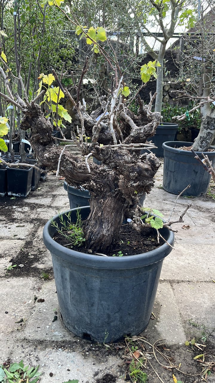OLIJFBOMEN, YUCCA’S 30 % KORTING (op alles)