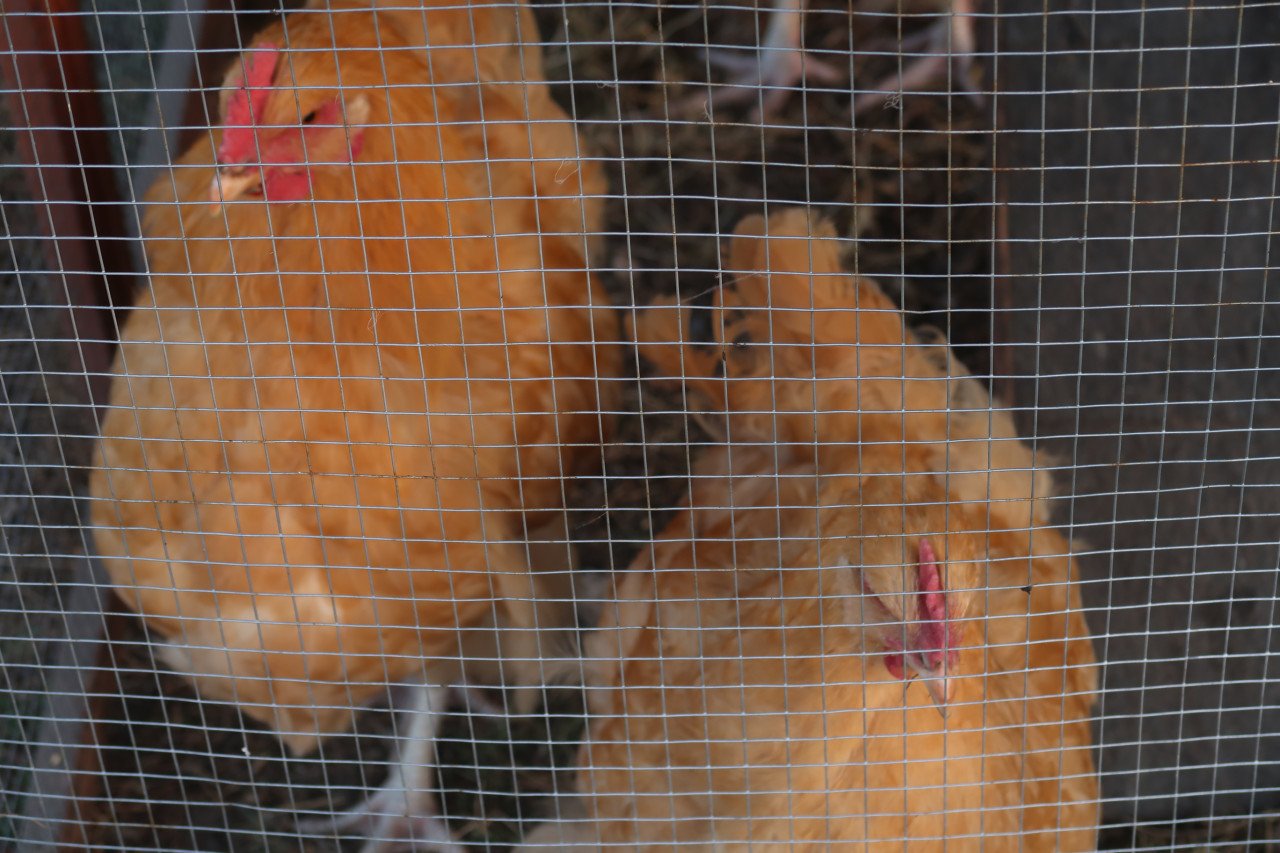 Buff Orpington hanen