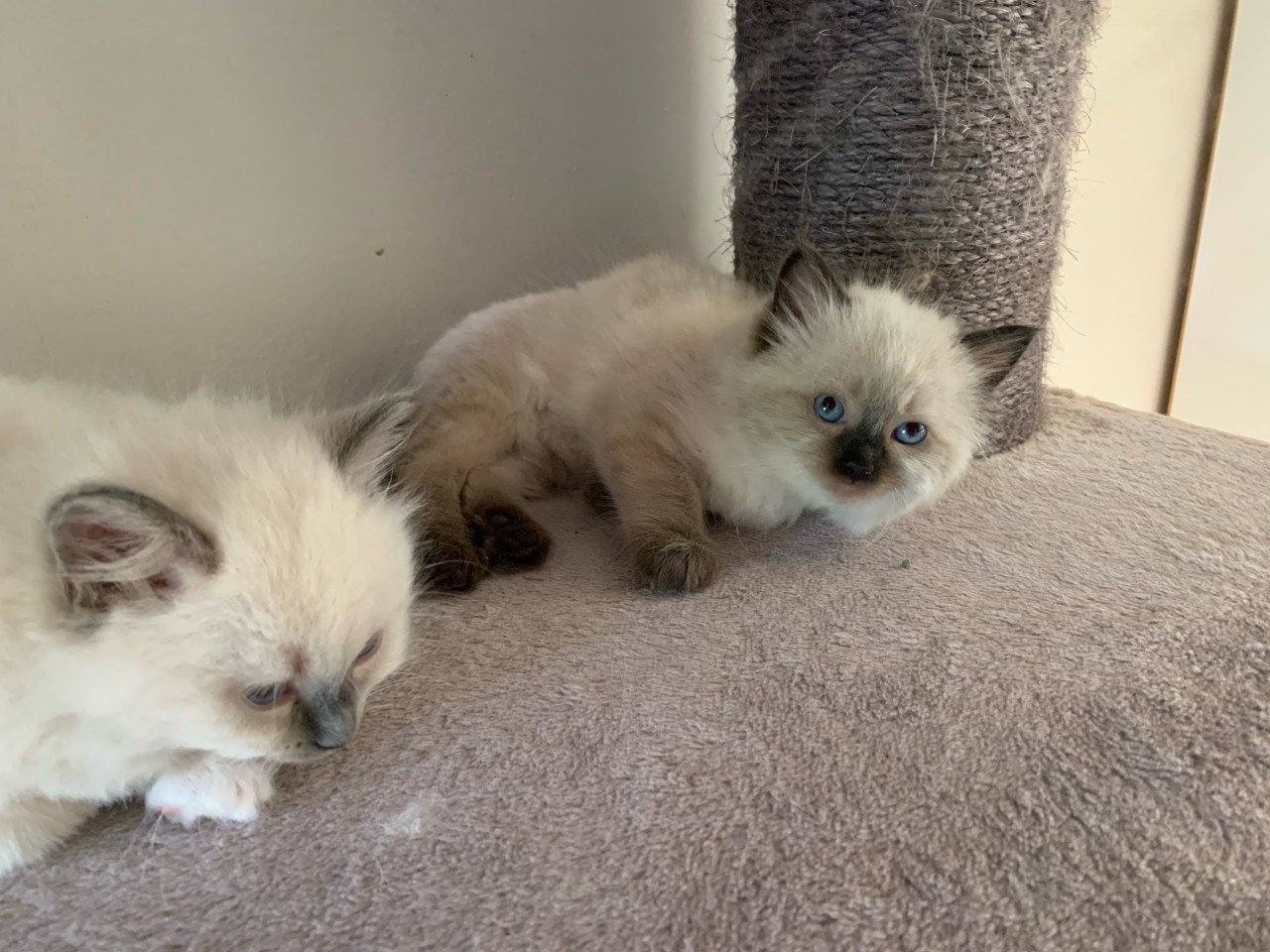 Prachtige ragdoll kittens