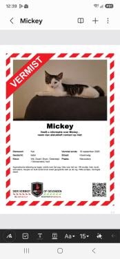 Vermist Mickey onze kater  wie heeft hem gezien .?