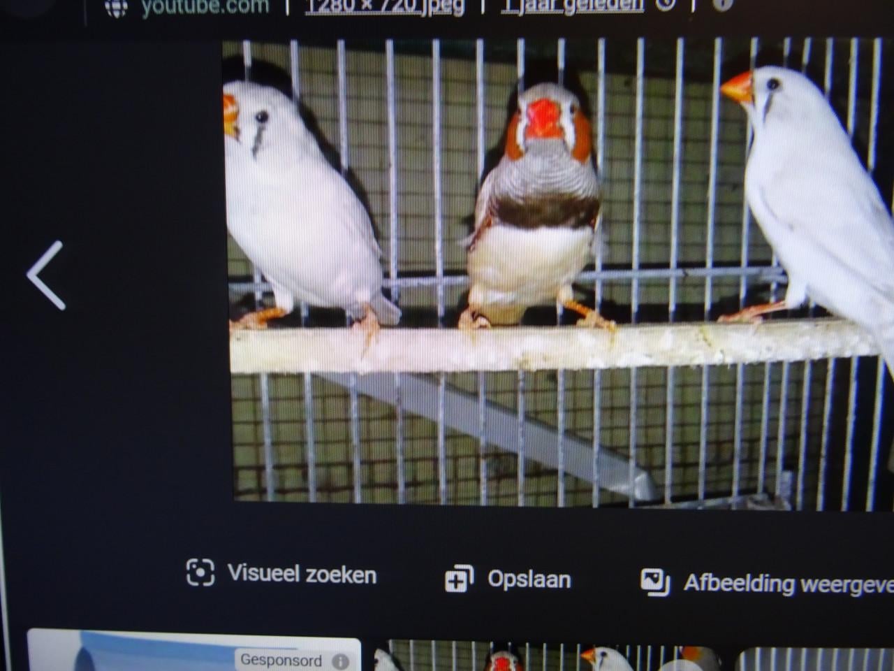 Te koop mooie wat grotere overjarige witte zebravinken €6.00