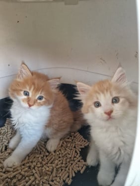 Te koop mooie Maine Coon kittens