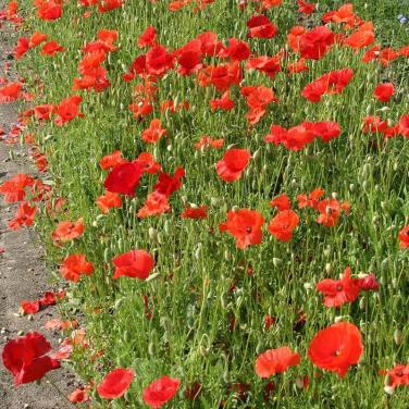 Zaden Klaproos - Papaver Rhoeas